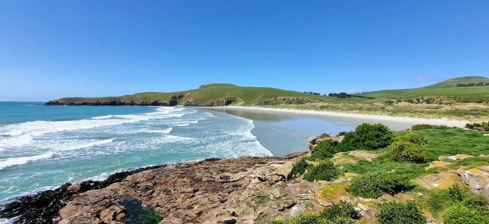 Picture 4 for Activity Mainland & Otago Peninsula Tour