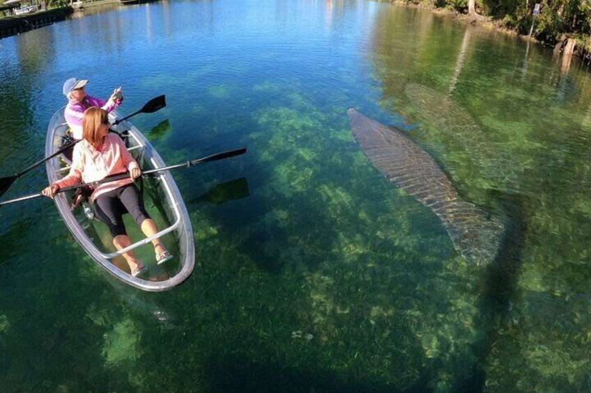 Awesome experience with manatees on our clear kayak tour!