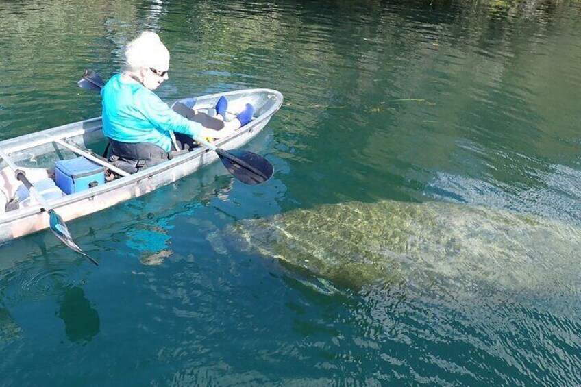 Who is excited to see a manatee???