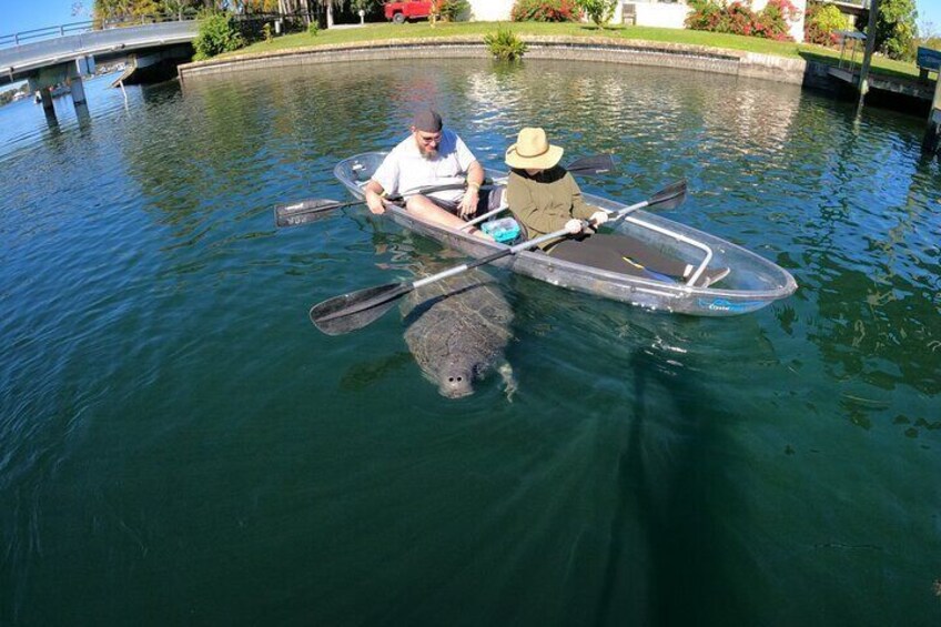 Playful baby manatee checking out our tour!