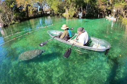 Clear Kayak Manatee Ecotour of Crystal River