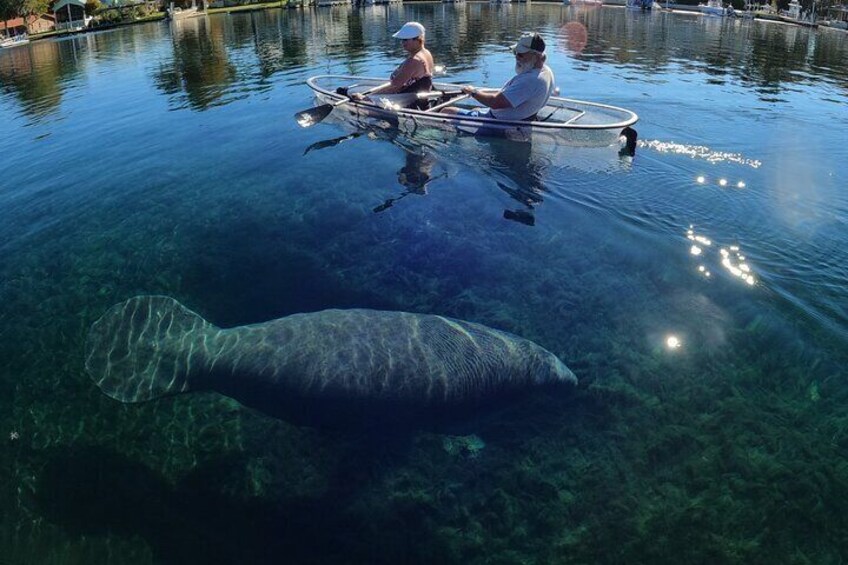 Super clear water on our tour with manatees!