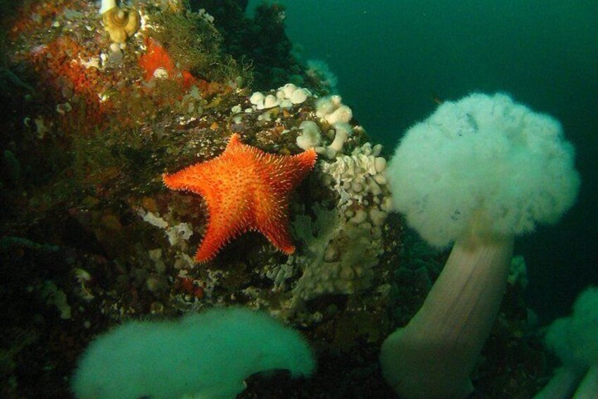 Scuba Diving and Boat Tour Adventure