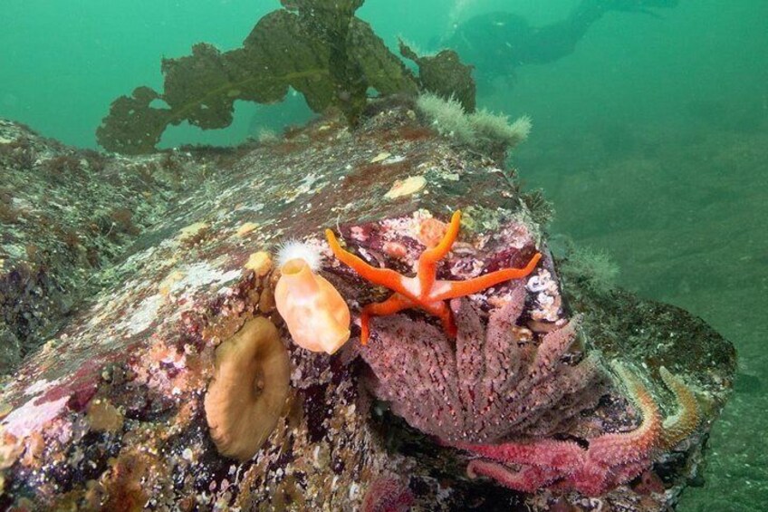Scuba Diving and Boat Tour Adventure