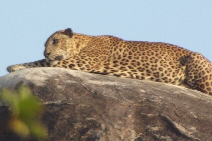 Special Leopard safari in Yala National park with Yala Osha Team