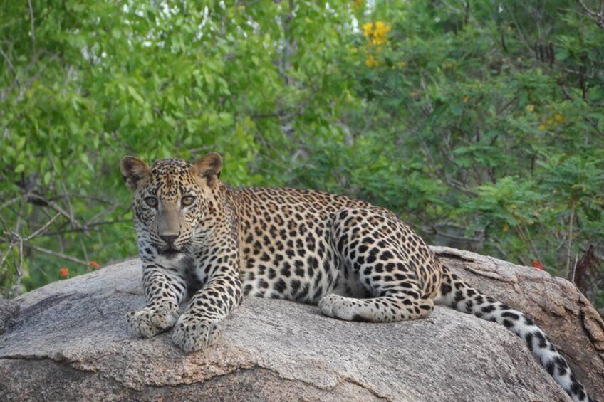 Special Leopard safari in Yala National park with Yala Osha Team 