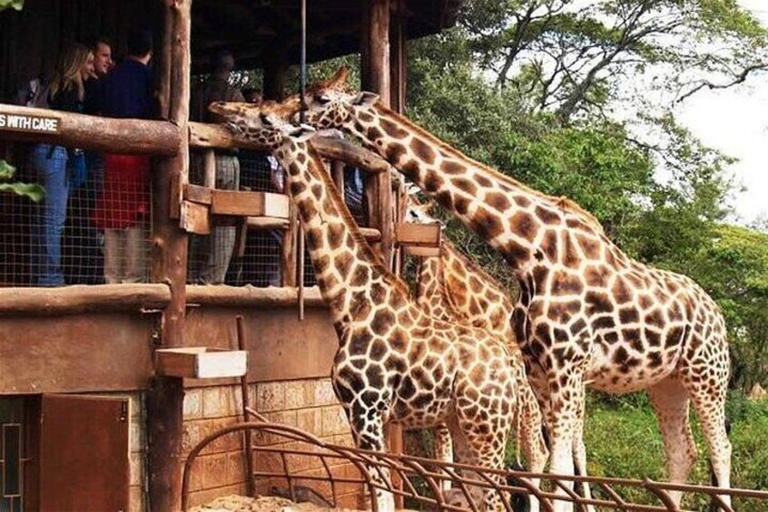 Nairobi National Museum, Giraffe Center & Bomas Kenya Guided Tour