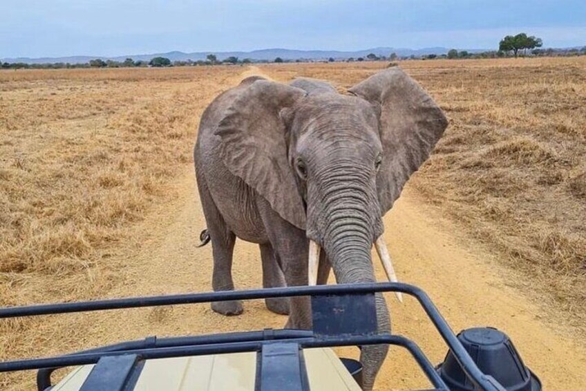 2 Days Tarangire and Ngorongoro Fly in From Zanzibar