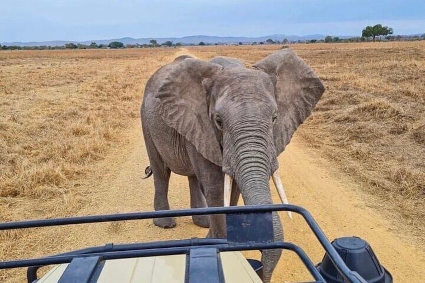 2 Days Tarangire and Ngorongoro Fly in From Zanzibar
