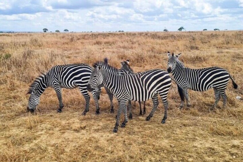 2 Days Tarangire and Ngorongoro Fly in From Zanzibar