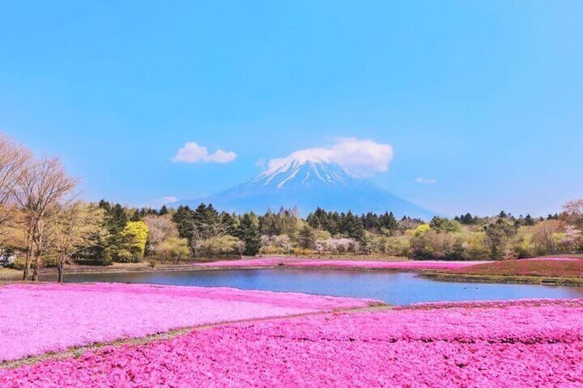 Tokyo Mt. Fuji, Lake Kawaguchi,Lake Yamanaka,Onsen Day Tour