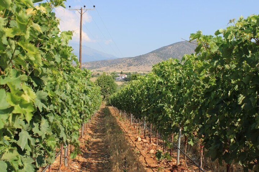 Walk through lush vineyards