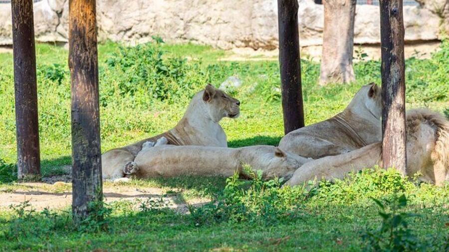 The King and Queen of the Jungle: Witness Lions in Their Majestic Glory at Dubai Safari Park!