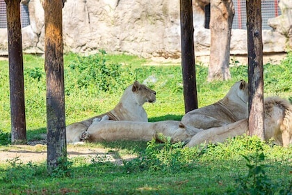 Explore Dubai Safari Park Wildlife Adventure and Family Fun