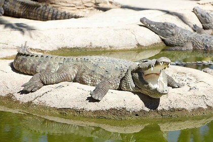 Torremolinos: Toegangskaartje Krokodillenpark