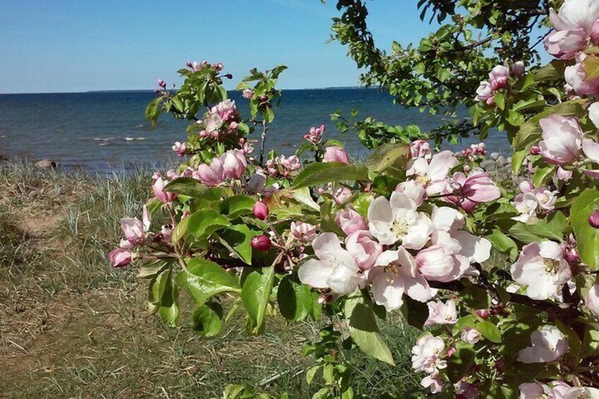 Spring on coast