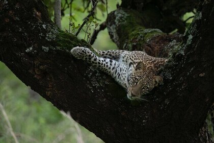 2-Day 1 Night Akagera Wildlife Safari