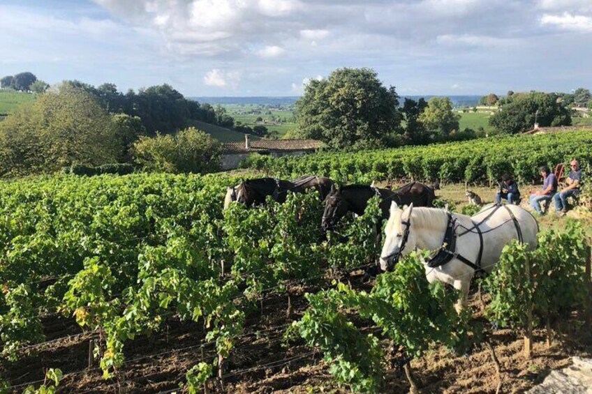 Private Tour to Saint Emilion and Pomerol