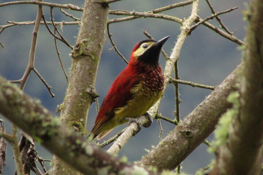 Bird watching and photography