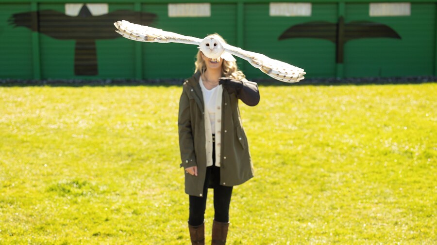 From Dublin: Cliffs of Moher, Bird of Prey & Aillwee Cave