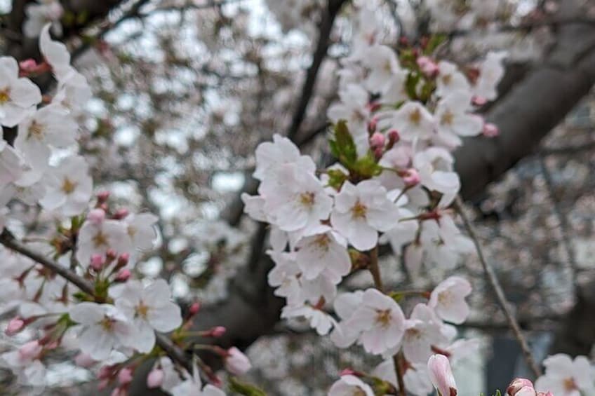 Tokyo Nakano Food and Cycling Local Life Tour 