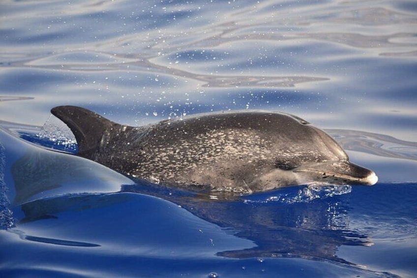 Velavan Whale, Dolphins Watching