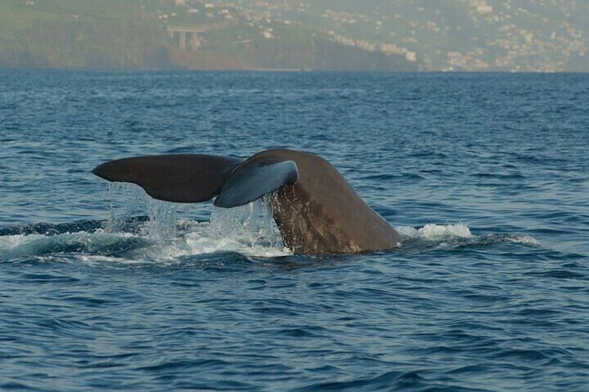 Velavan Whale, Dolphins Watching