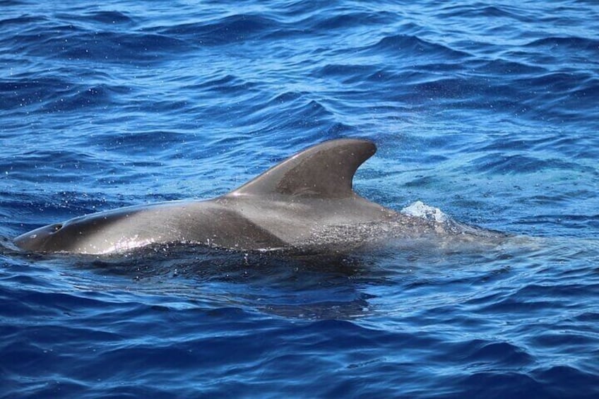 Velavan Whale, Dolphins Watching