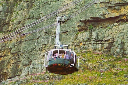 Table Mountain and Kirstenbosch Nature's Ultimate Duo Tour