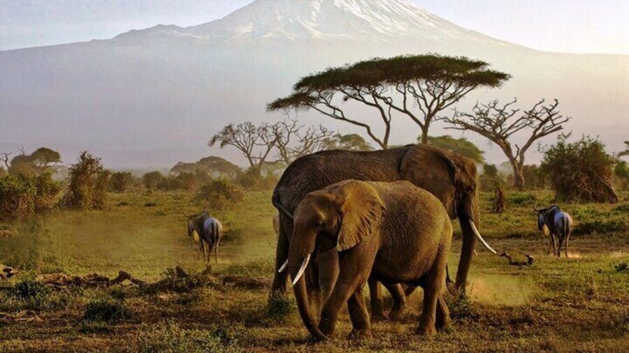 6 Days Masai Mara, Lake Nakuru and Amboseli Budget Group Safari