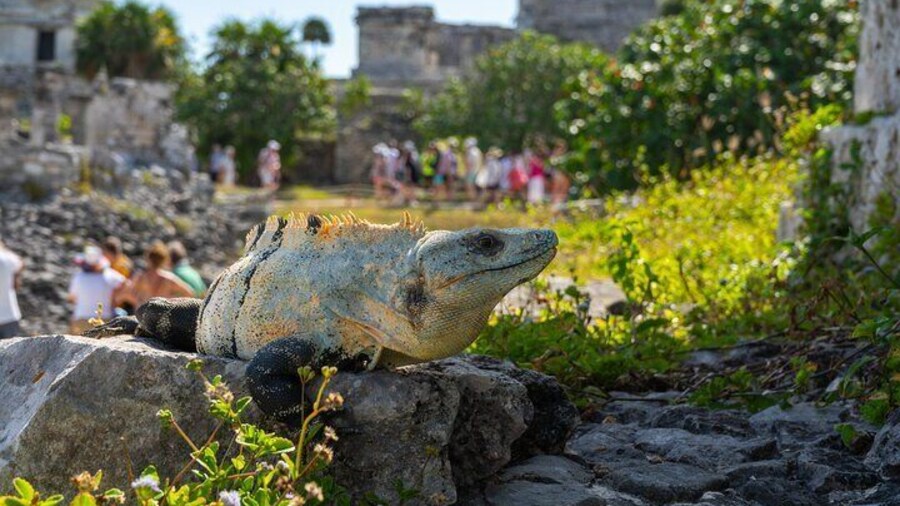 Tulum and Coba Ruins with a Cenote Experience