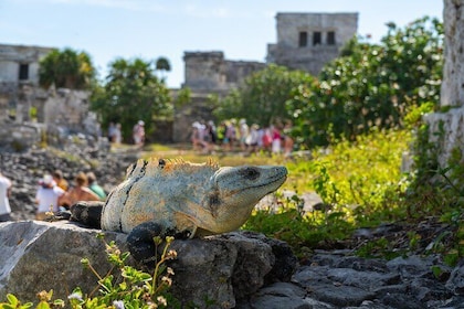 Tulum and Coba Ruins with a Cenote Experience