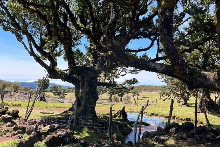 4x4 jeep tour, Porto Moniz natural Pools and Magic Forest 