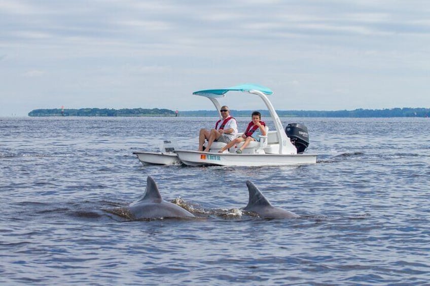 Get up close to Dolphin and other sea life
