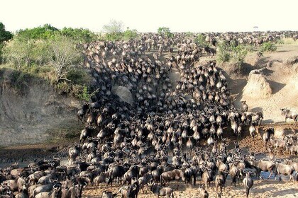 Six Days Masai Mara Lake Nakuru Amboseli Luxury Camping Safari
