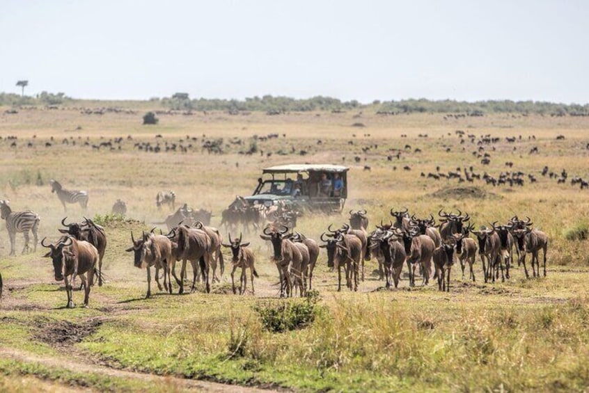 Six Days Masai Mara Lake Nakuru Amboseli Luxury Camping Safari