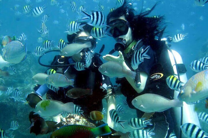 Scuba Dive