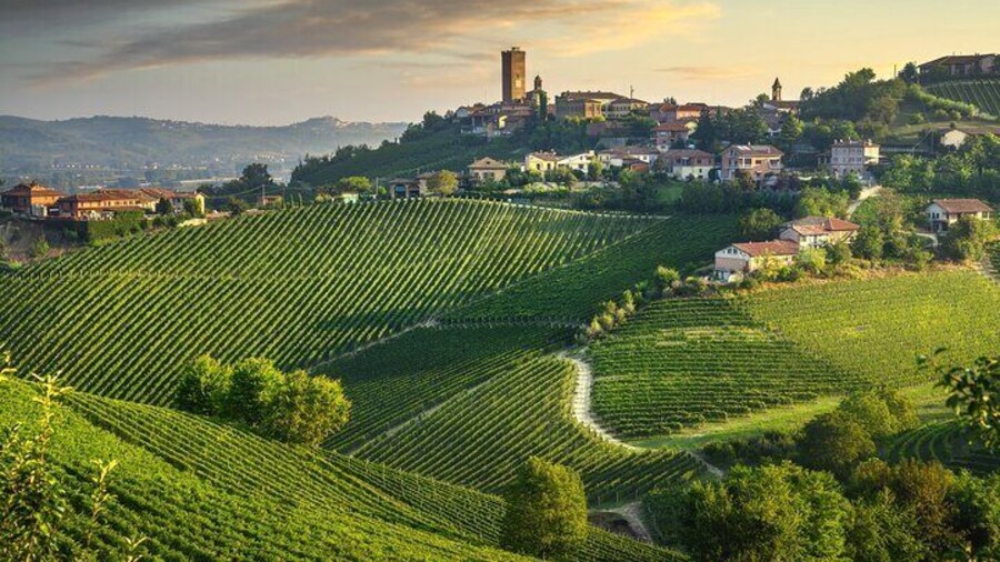 Barolo & Barbaresco Wine Tasting Tour–Alba & Piedmont from Milan