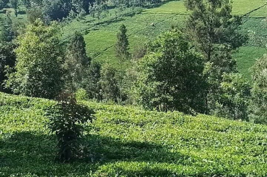 Limuru Tea Farm Visit from Nairobi