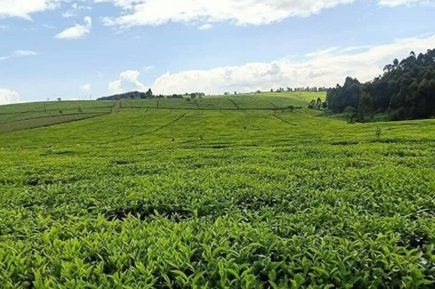 Limuru Tea Farm Visit from Nairobi