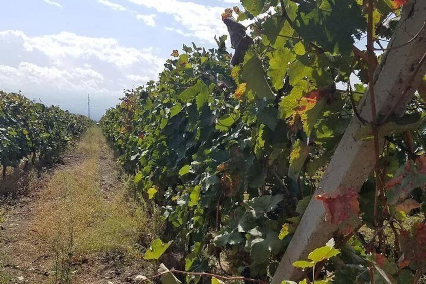  Wine tour to Kakheti