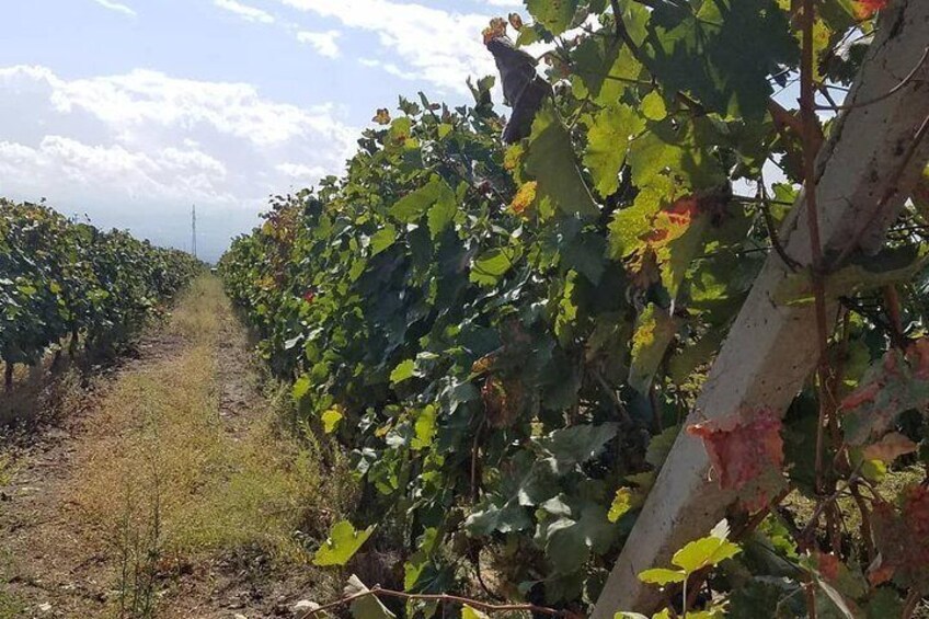 Wine tour to Kakheti