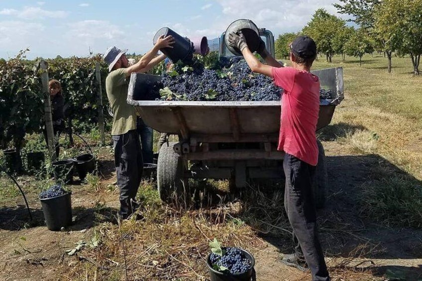  Wine tour to Kakheti