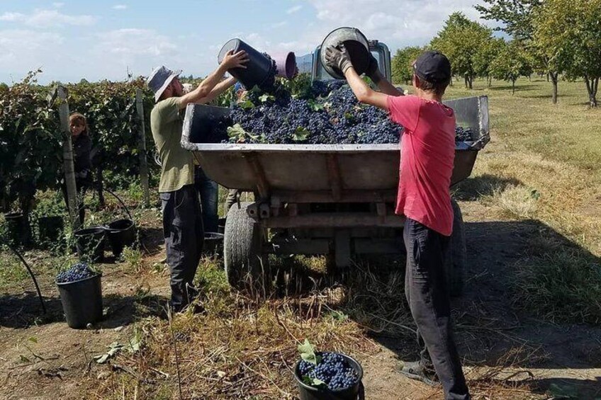 Wine tour to Kakheti