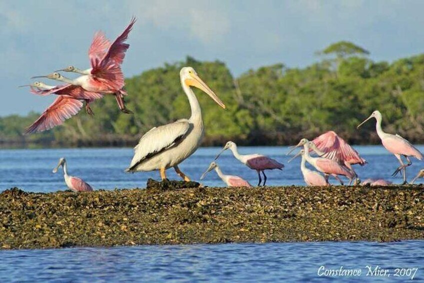 Wildlife Adventure Airboat Tours 