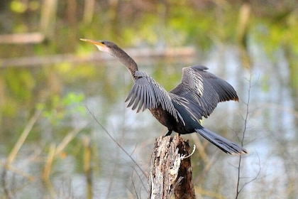 Birdwatching on Boat through Gatun Lake and Chagres River