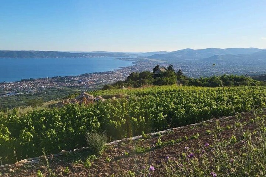 Split/Kaštela - Zinfandel Roots Off-road ATV Quad Adventure