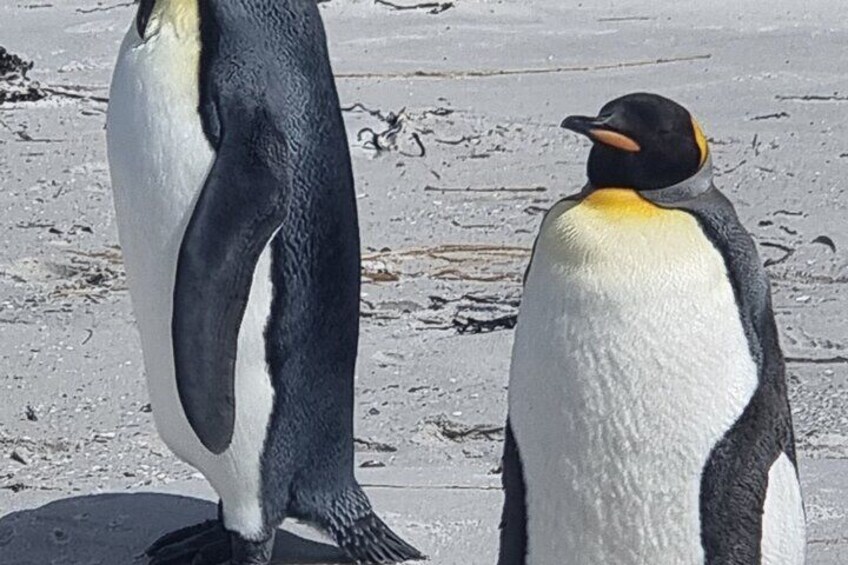  Falkland Penguin Tour Bertha Beach, Yorke Bay Gentoo and Kings 