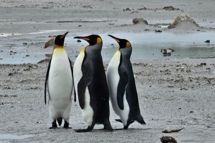 Falkland Penguin Tour Bertha Beach, Yorke Bay Gentoo and Kings