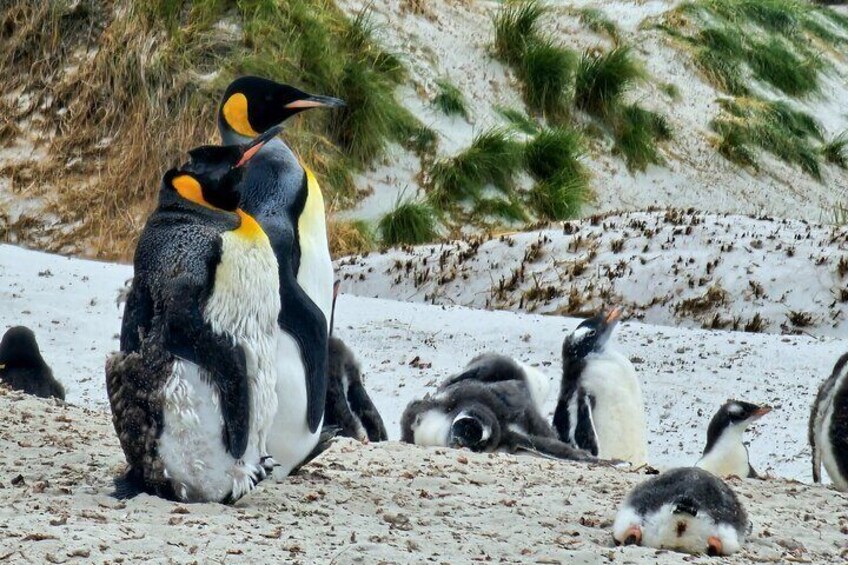  Falkland Penguin Tour Bertha Beach, Yorke Bay Gentoo and Kings 
